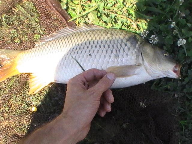 pestiiiiiiiiiiii - pic3810.JPG